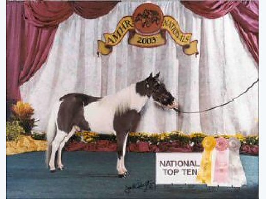 Miniature Black Pinto Gelding