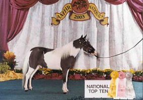 Miniature Horse (Miniature Horse, Stallion) in Winter Haven, FL