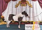 Miniature - Horse for Sale in Winter Haven, FL Miniature - Horse for Sale in Winter Haven, FL