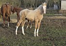 Palomino Warmblood Colt Gardento