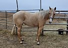 Palomino - Horse for Sale in FOOTHILLS, AB T0L 1W2
