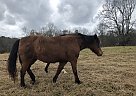 Dallas - Mare in Carrollton, GA Dallas - Mare in Carrollton, GA