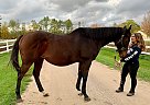 Canu - Gelding in EdenValley, ON Canu - Gelding in EdenValley, ON