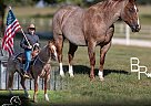 Quarter Horse - Horse for Sale in Mountain Grove, MO 65711
