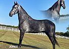 Tennessee Walking - Horse for Sale in , TN 37091