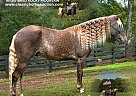 Rocky Mountain - Horse for Sale in GILLSVILLE, GA 37091
