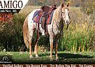 Pony of the Americas - Horse for Sale in Hesperia, MI 49421