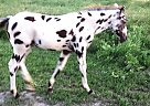 Appaloosa - Horse for Sale in , IL 61356