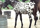 Appaloosa - Horse for Sale in , IL 61356