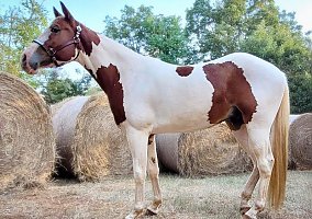 Paint (Paint, Gelding) in Conroe, TX