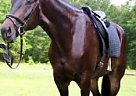 2008 RPSI Gelding Other Gelding