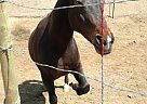 Penelope - Mare in Mountain Mesa, CA Penelope - Mare in Mountain Mesa, CA