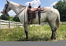 Jazmyn - Gelding in Conrad, IA Jazmyn - Gelding in Conrad, IA