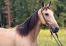 Kentucky Mountain - Horse for Sale in Whitley City, KY 42653 Kentucky Mountain - Horse for Sale in Whitley City, KY 42653