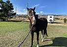 Missouri Fox Trotter - Horse for Sale in Ellensburg, WA 98926