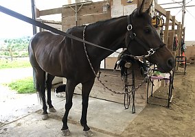 Fancy (Thoroughbred, Gelding) in North Haven, CT