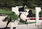 Fancy Medium Hunter Jumper Pony Inspector Gadget