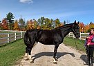Valheim - Gelding in EdenValley, ON Valheim - Gelding in EdenValley, ON