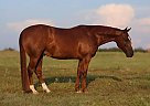Quarter Horse - Horse for Sale in , TN 37901 Quarter Horse - Horse for Sale in , TN 37901
