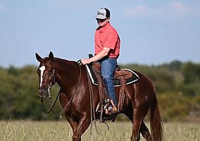 Quarter Horse (Quarter Horse, Gelding) in TN
