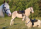 Kentucky Mountain - Horse for Sale in Barbourville, KY 40906 Kentucky Mountain - Horse for Sale in Barbourville, KY 40906