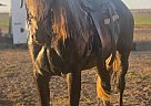 Andalusian - Horse for Sale in , CA 93637