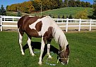 Blaze - Gelding in Theresa, WI Blaze - Gelding in Theresa, WI