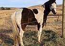 Dakota - Gelding in Belle Fourche, SD Dakota - Gelding in Belle Fourche, SD
