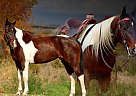 Paint - Horse for Sale in Hesperia, MI 49421 Paint - Horse for Sale in Hesperia, MI 49421
