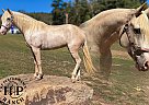 Missouri Fox Trotter - Horse for Sale in , OH 43068 Missouri Fox Trotter - Horse for Sale in , OH 43068