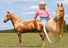 Kentucky Mountain - Horse for Sale in Crab Orchard, KY 40419 Kentucky Mountain - Horse for Sale in Crab Orchard, KY 40419