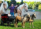 Tennessee Walking - Horse for Sale in Warsaw, NY 14569 Tennessee Walking - Horse for Sale in Warsaw, NY 14569