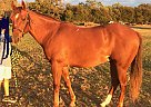 Cola - Gelding in Weatherford, TX Cola - Gelding in Weatherford, TX
