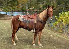 Tennessee Walking - Horse for Sale in TOMPKINSVILLE, KY 37091 Tennessee Walking - Horse for Sale in TOMPKINSVILLE, KY 37091