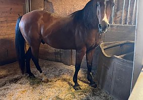 Tennessee Walking (Tennessee Walking, Gelding) in Indianola, IA