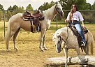 Tennessee Walking - Horse for Sale in , CO 80018 Tennessee Walking - Horse for Sale in , CO 80018