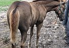 Warmblood Pony Daisy