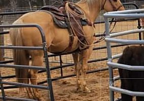 Quarter Horse (Quarter Horse, Mare) in Jefferson, TX