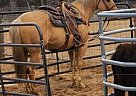 Quarter Horse - Horse for Sale in Jefferson, TX 75657