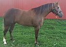 Quarter Horse - Horse for Sale in Cloquet, MN 55720
