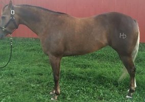 Quarter Horse (Quarter Horse, Mare) in Cloquet, MN