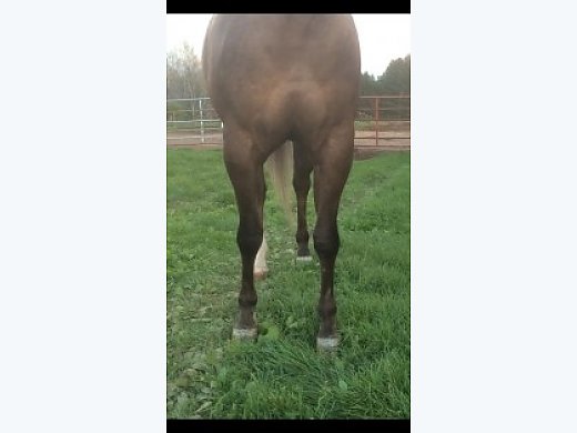 2008 Finished Reining Mare
