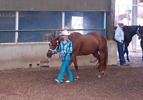 Quarter Horse (Quarter Horse, Mare) in Cloquet, MN