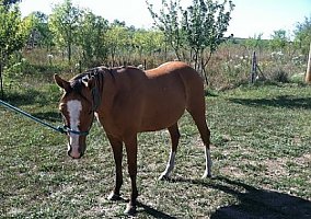 Quarter Horse (Quarter Horse, Mare) in Topeka, KS