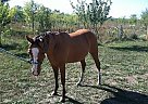Quarter Horse - Horse for Sale in Topeka, KS 