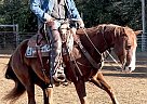 Quarter Horse - Horse for Sale in Hartford, SD 57033 Quarter Horse - Horse for Sale in Hartford, SD 57033