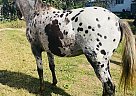 Skittles - Mare in Philadelphia, TN Skittles - Mare in Philadelphia, TN
