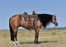 Gunter - Gelding in Bayard, NE Gunter - Gelding in Bayard, NE