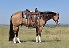 Gust - Gelding in Bayard, NE Gust - Gelding in Bayard, NE