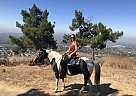 Scout - Gelding in San Dimas, CA Scout - Gelding in San Dimas, CA